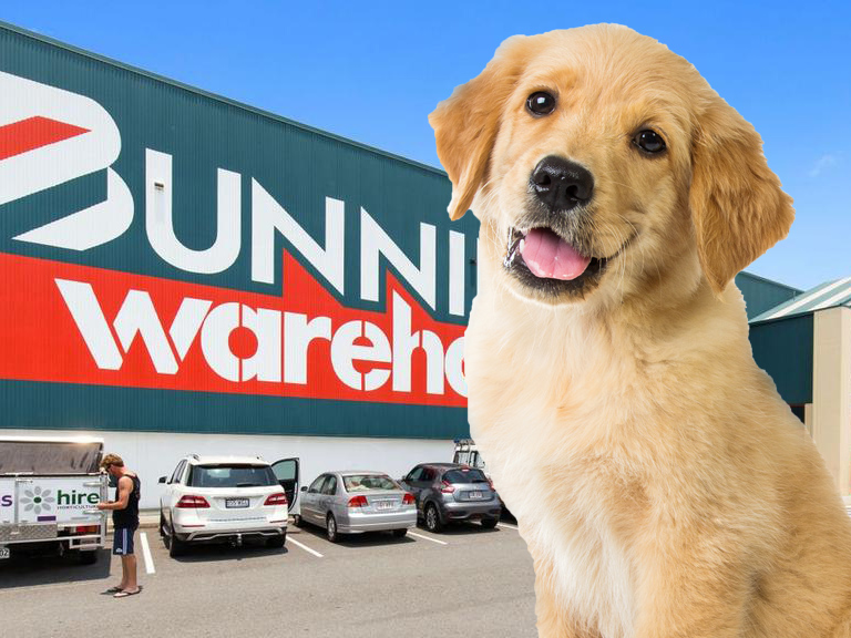 Can I Take Dog Into Bunnings