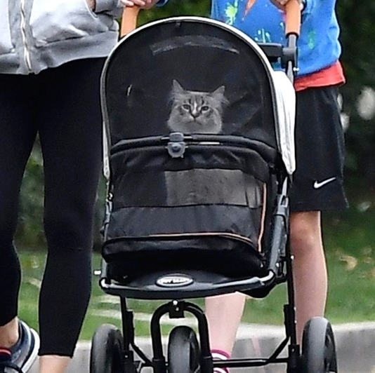 Jennifer Garner Has Been Snapped Walking Her Pet Cat In A Stroller